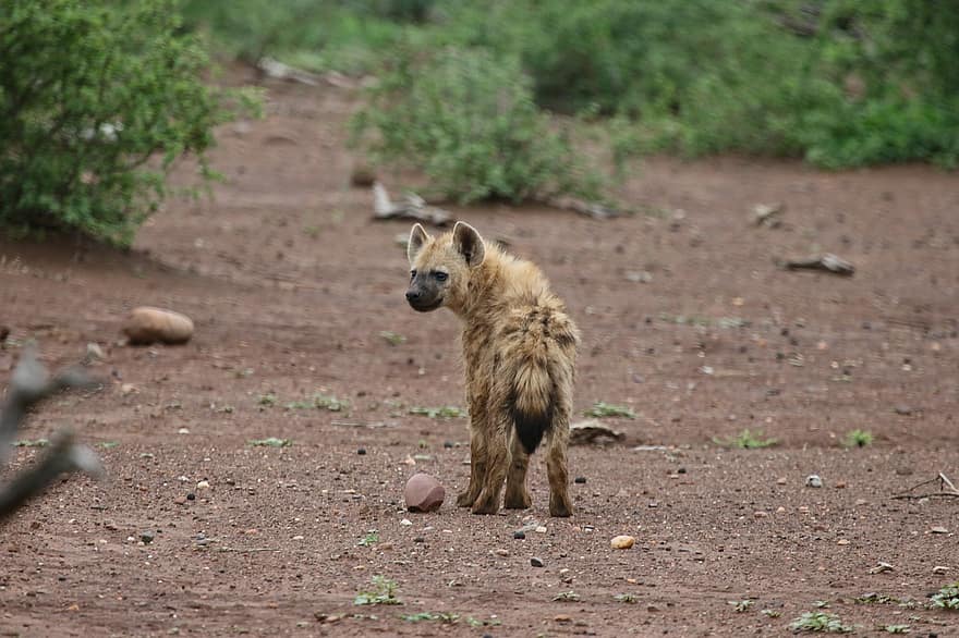 hiena, animal, mamífero, predador, vassoura, animais selvagens, safári, fotografia da vida selvagem, região selvagem, África