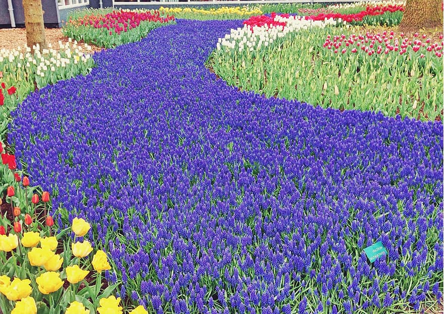 tulipani, fiori, giardino, petali, petali di tulipano, fioritura, fiorire, flora, natura, fiori di primavera