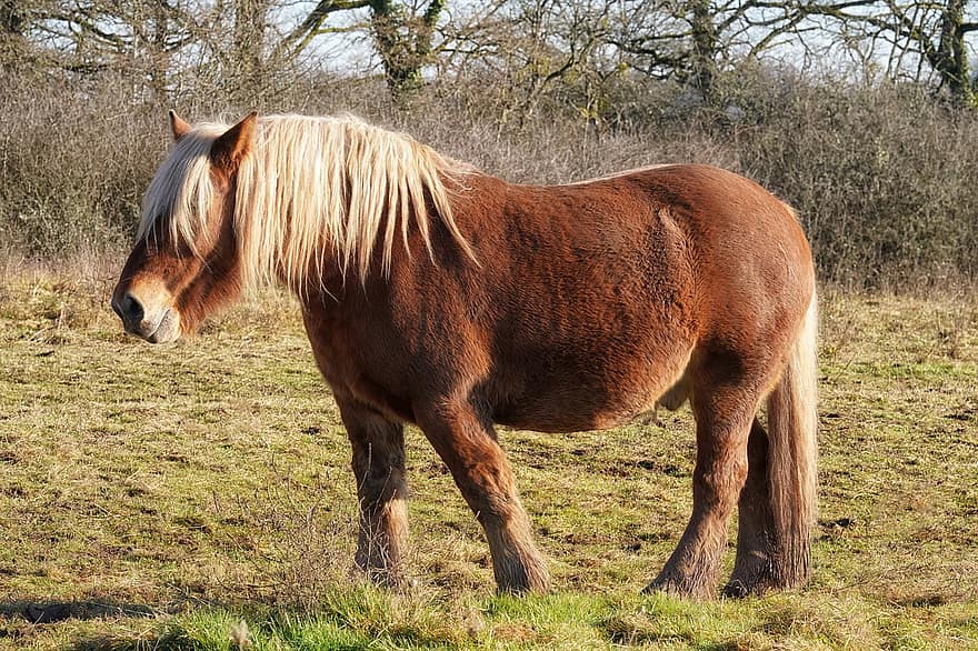 Horse, Equine, Equestrian, Comtois, Franche-comté, Head, View, Horse Head, Nostril