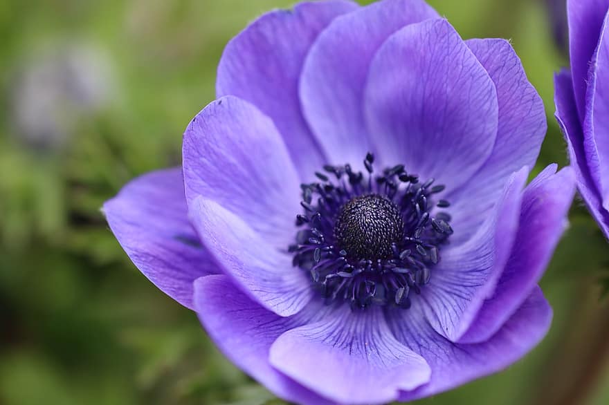kronanemon, blå, blomma, blåsippa, blå blomma, pollen, nektar, blå kronblad, flora, anemon, smörblomma