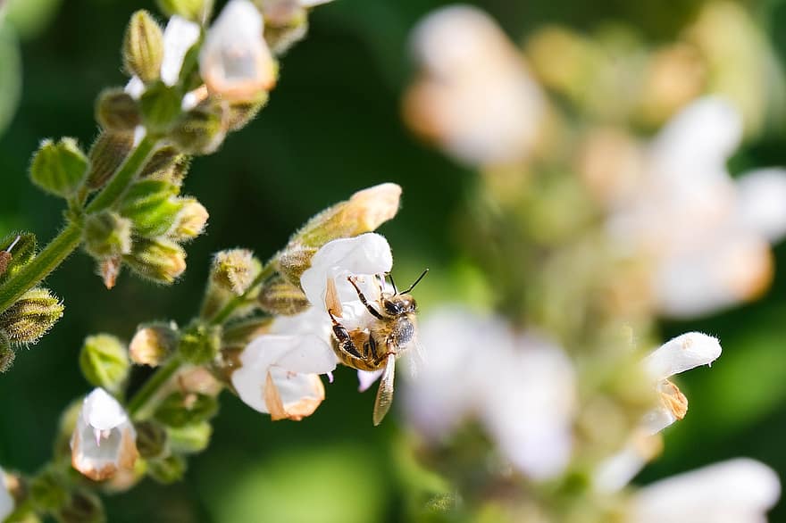 bi, blommor, pollinera, pollinering, vita blommor, blomma, Hymenoptera, insekt, vingad insekt, flora, fauna