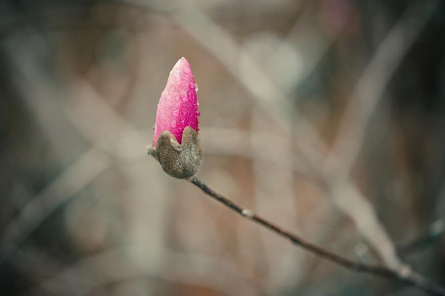 bunga, tunas, magnolia, berkembang, mekar, makro, pertumbuhan, berwarna merah muda, alam, musim semi, merapatkan