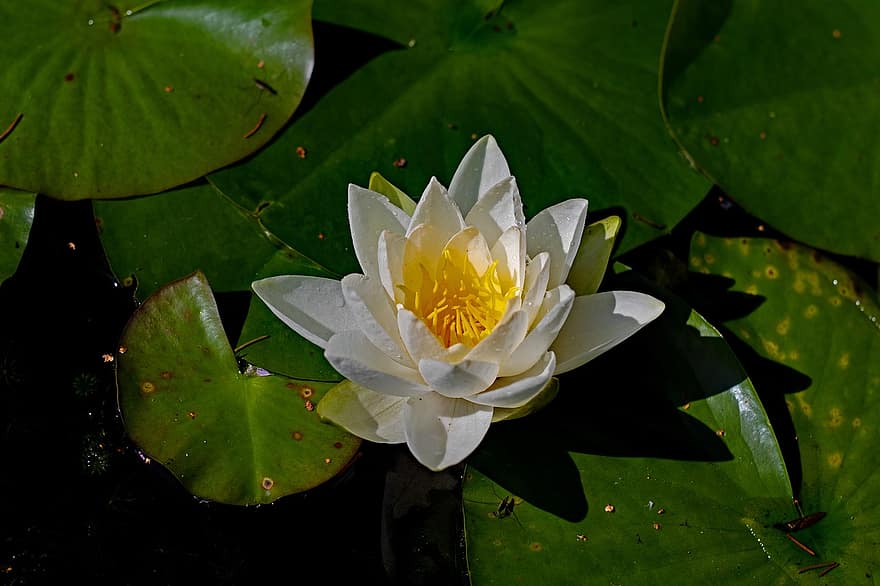 Flower, Water Lily, Pond, Water Plant, Bloom, Blossom, Botany, Nature, White