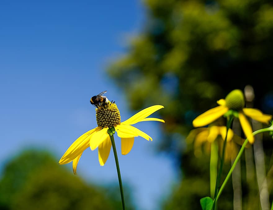 bumblebee, inseto, flor, coneflower amarelo, abelha, Flor amarela, plantar, amarelo, verão, fechar-se, cor verde