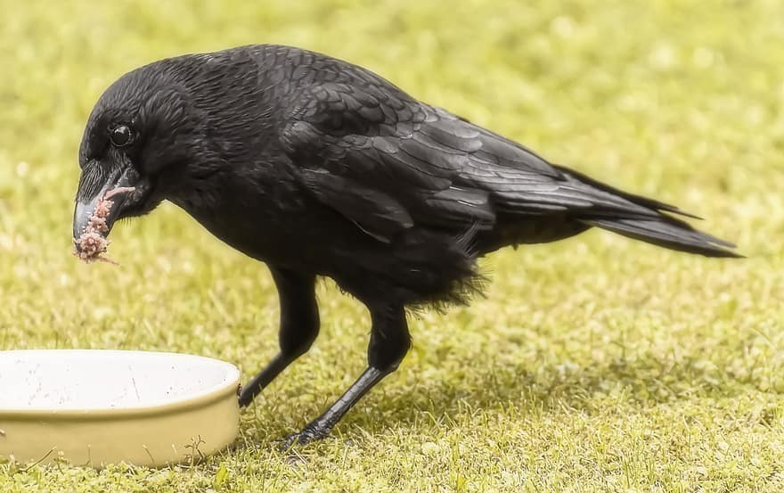 Raven Bird, Crows Bird, Eat, Nature, Feather, Foraging, Bird, Crow, Food, Bill, Animal World