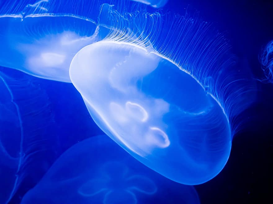медузи, блакитний, води, океану, природи