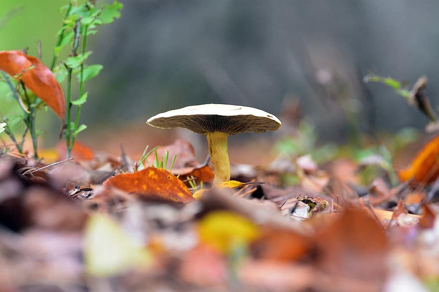гриб, Рослина, дикий гриб, ліс, мікологія, природи, листя