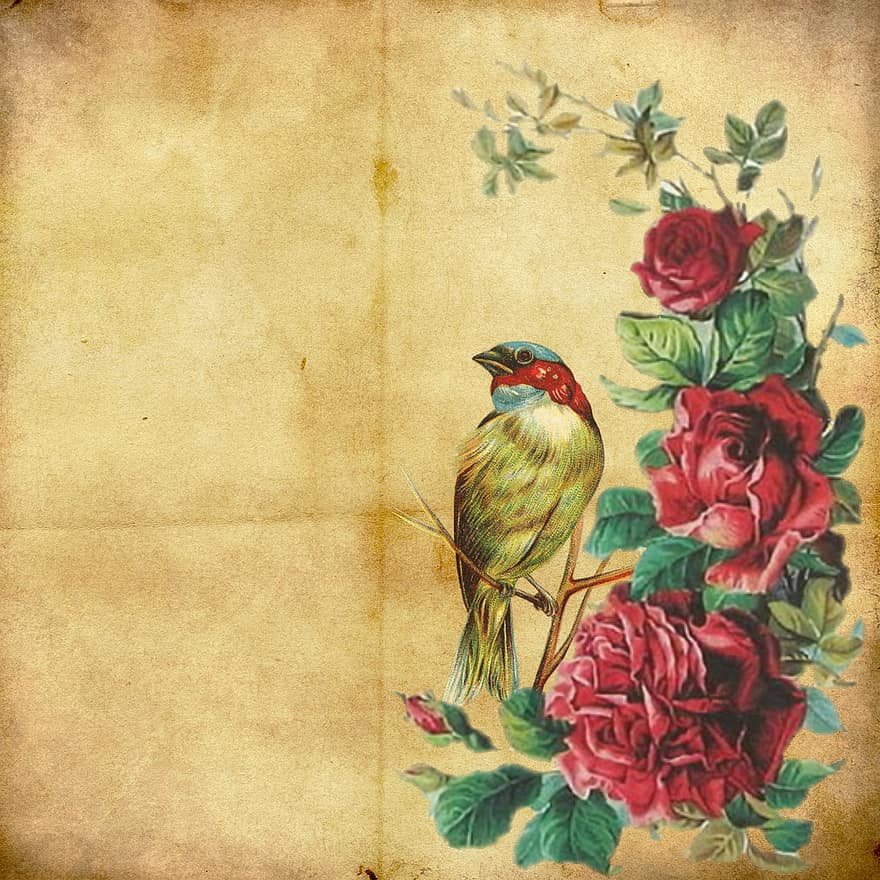 floreale, Vintage ▾, sfondo, Rose, uccello, vecchio, carta, Album pergamena, pagina, foglio, saluto