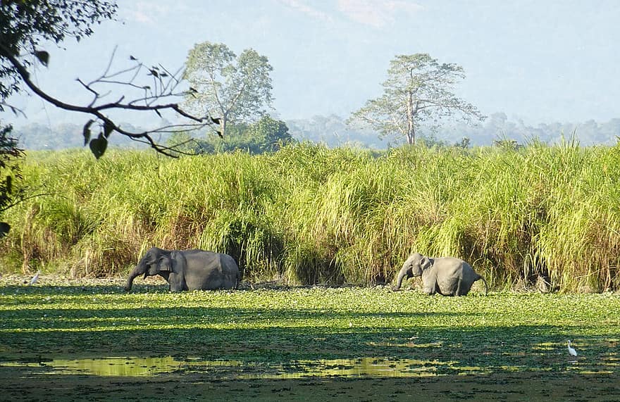 elefant, indisk elefant, Elephas Maximus Indicus, dyr, pattedyr, dyreliv, pachyderm, parkere, national, Kaziranga, Assam