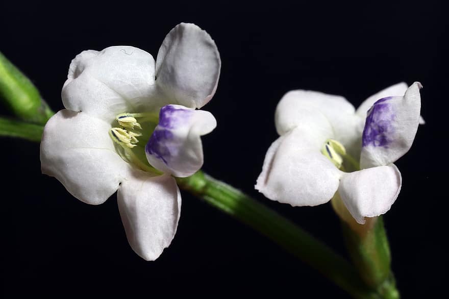orhidee, flori, flori albe, petale, albe de petale, a inflori, inflori, floră, natură, a închide, Asystasia