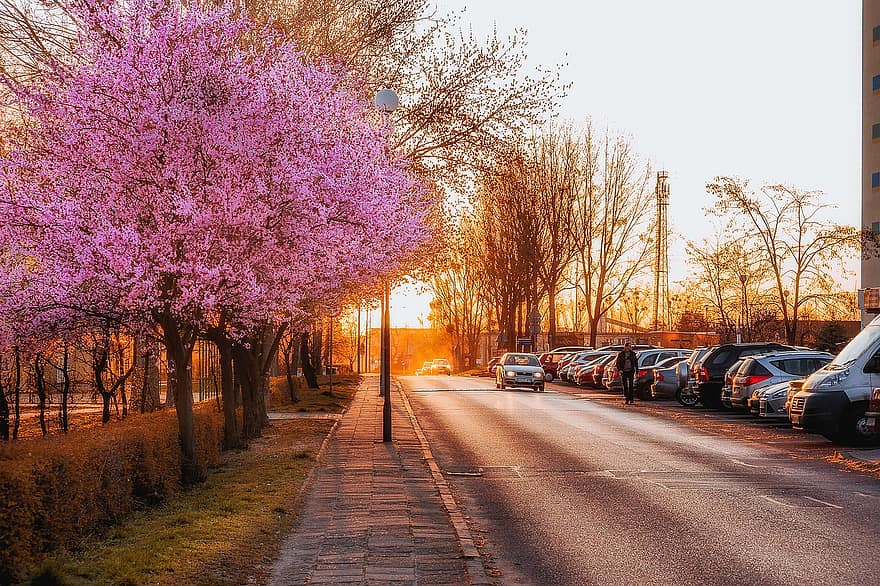 Frühling, Straße, Natur, saisonal, Landschaft, blühen, Bäume, Weg, Auto, Baum, der Verkehr