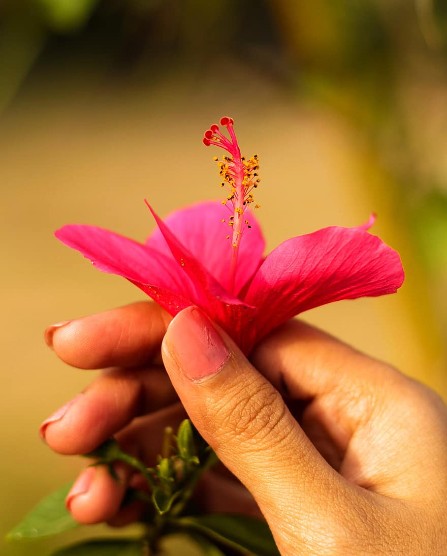 hibisco, flor, mano, flor rosa, pétalos, estambre, floración, belleza, de cerca, Hyderabad, naturaleza