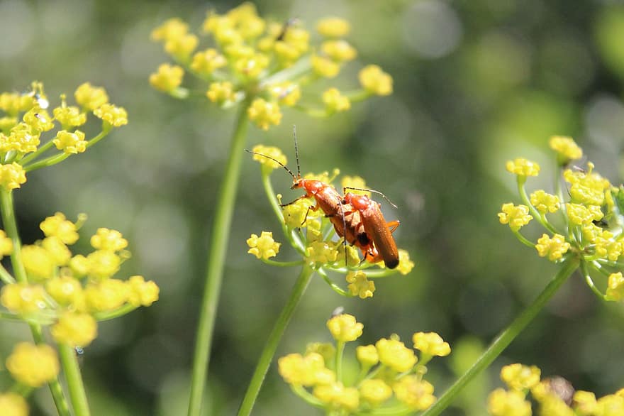 Käfer, roter gelber weichkäfer, Soldatkäfer, Insekt, Nahansicht, Sonde, Wildpflanze, Paarung, Multiplikation, wilde Pflanzen, räuberisches Insekt