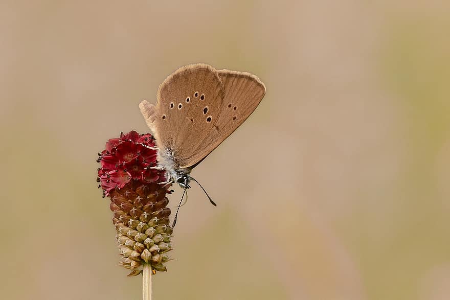 Butterfly, Insect, Flower, Dusky Large Blue, Wings, Animal, Plant, Meadow, Nature