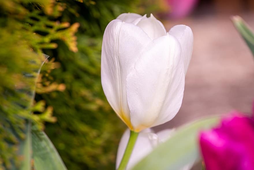 Tulpe, Blume, Pflanze, Gartentulpe, weiße Tulpe, weiße Blume, Blütenblätter, blühen, Frühlingsblume, Flora, Garten