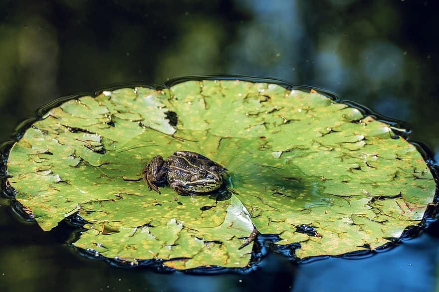 kurbağa, Nilüfer yaprağı, bahçe havuzu, doğa, Su, su kurbağası, yeşil, amfibiler, kurbağa gölet, biyotop, su yaratığı
