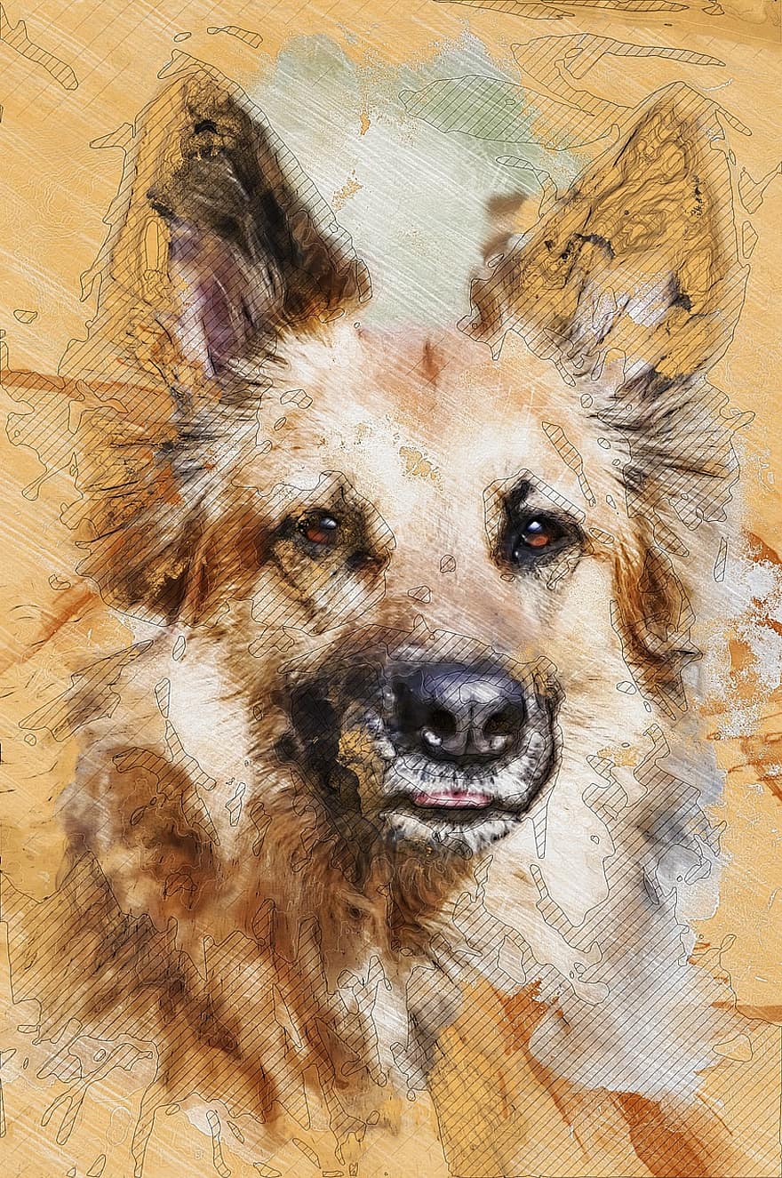 câine, hibrid, maro, camarad, portret, prieten, canin, animal, animal de companie, natură, german sheppard
