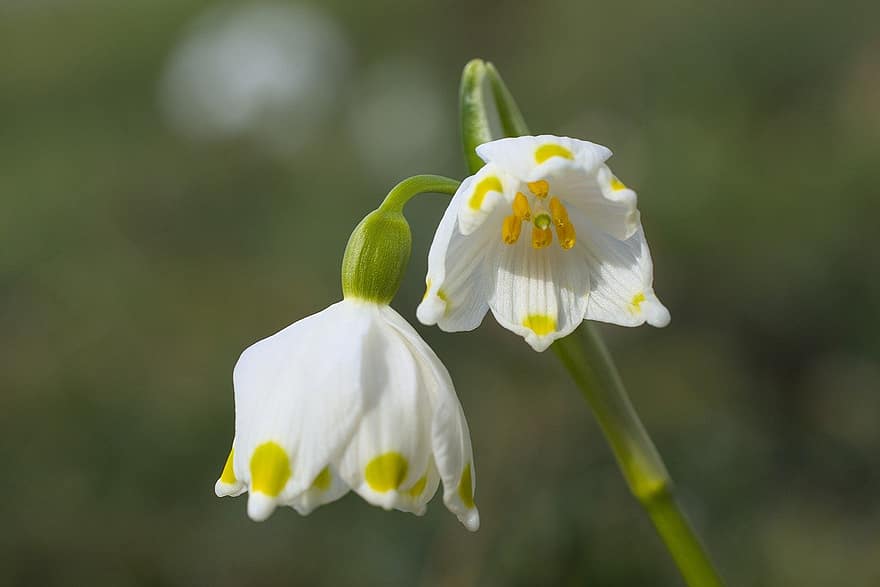 Snowdrops, Flowers, White Flowers, Petals, White Petals, Bloom, Blossom, Spring Flowers, Nature, flower, plant