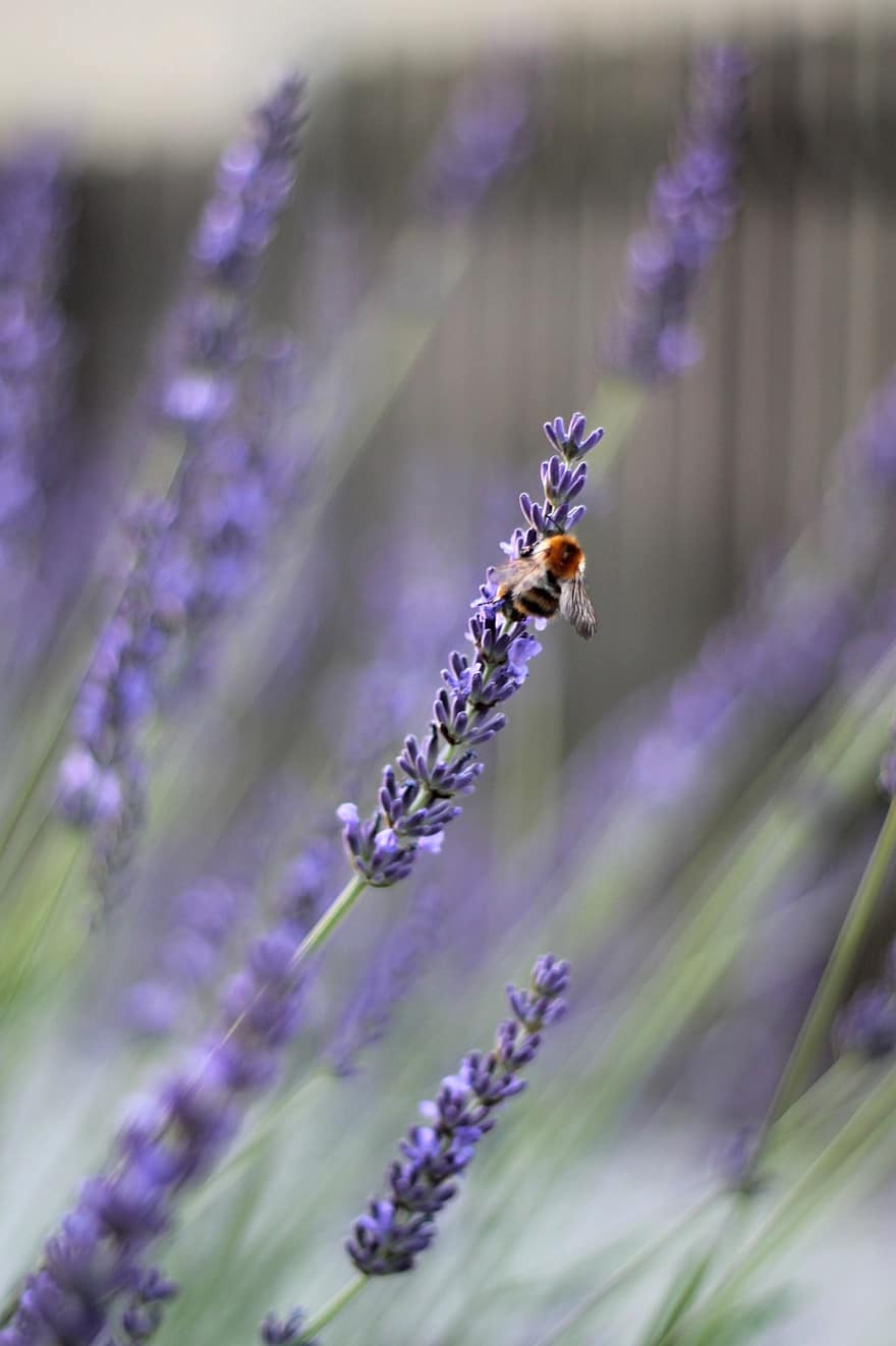 lavender, lebah, serangga, ungu, madu, taman, bunga, bunga-bunga, musim panas, menanam, serbuk sari