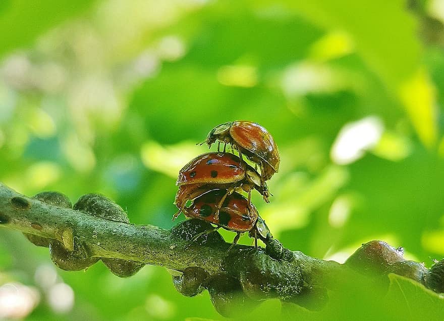 nyckelpiga, lady beetle, harlekinbagge, insekt, natur, närbild, hump dag, parning, trekant, kopulera, fläckar