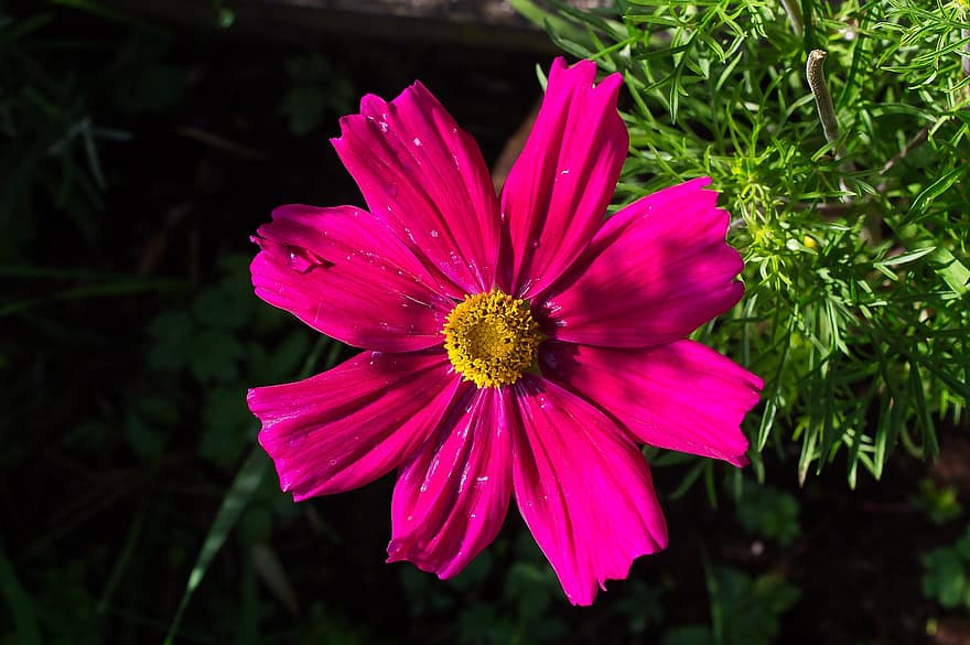Pink Flower, Garden Cosmos, Pink Cosmos, Garden, Spring, Flora, Botany