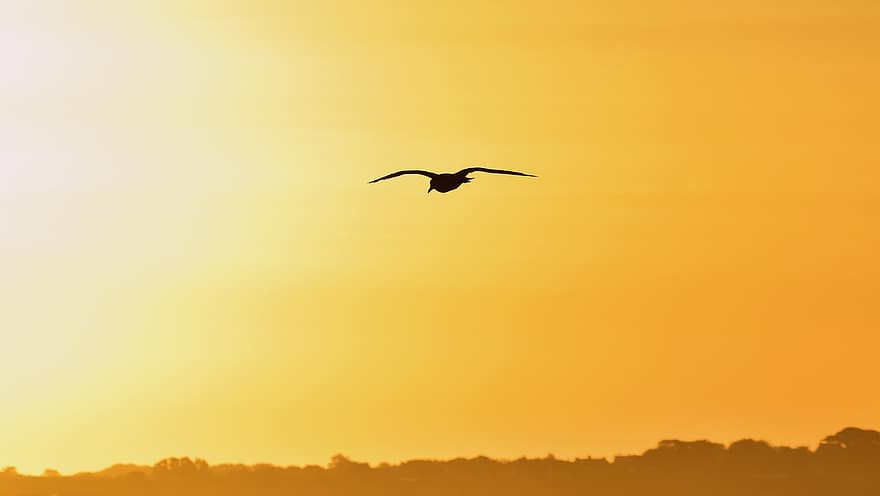 gabbiano, uccello, volante, volo, uccello marino, aviaria, animale, natura, cielo arancione, cielo, tramonto