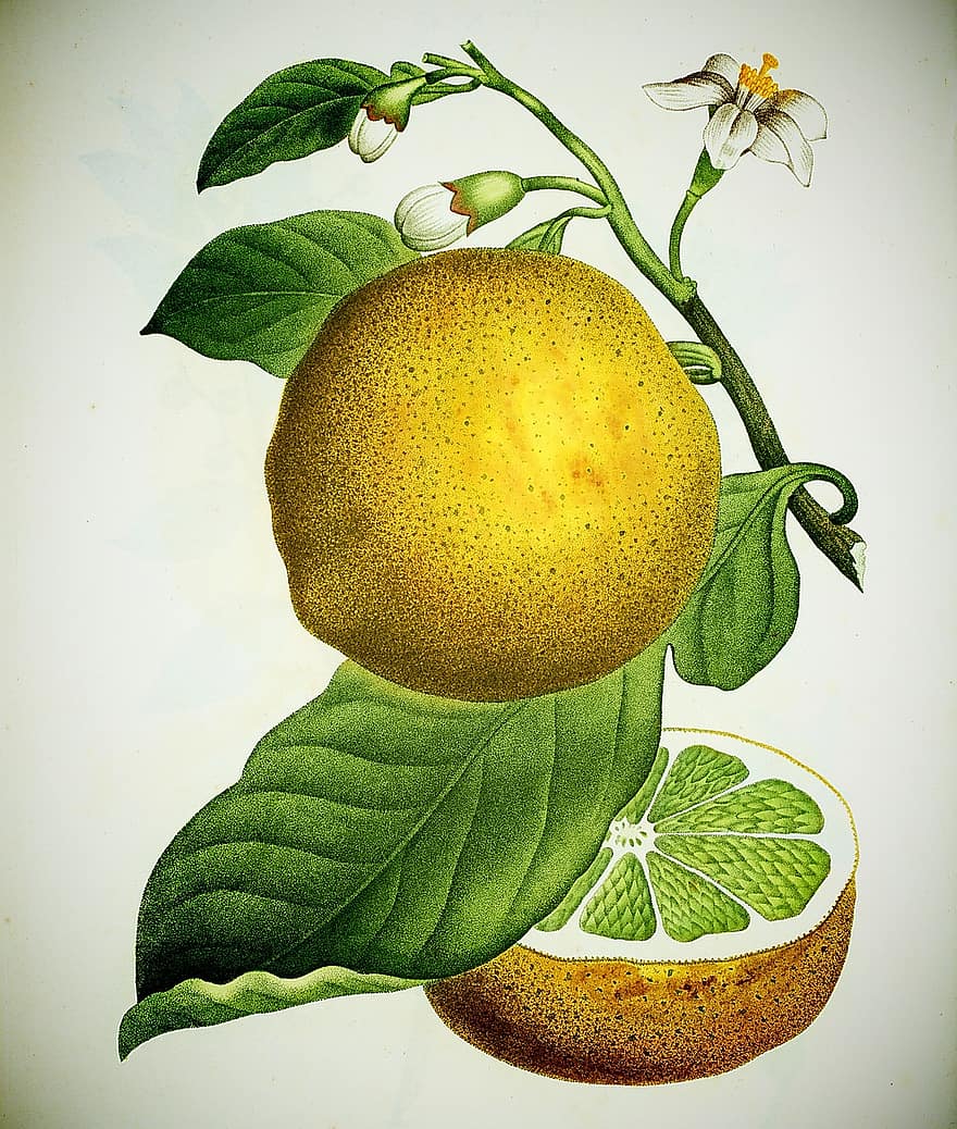 citron-, årgång, frukt, mat, gren, saftig, hälsosam, färsk, näring, vitamin, mogen