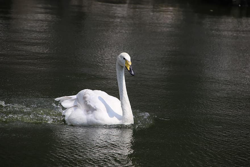 Swan, Bird, Pond, White Swan, Waterfowl, Water Bird, Aquatic Bird, Animal, Feathers, Plumage, Beak