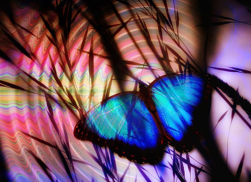 sommerfugl, Halme, collage, sommer, kornåker, korn, bølgene sirkler, skjema, farge, estetisk, fargerik