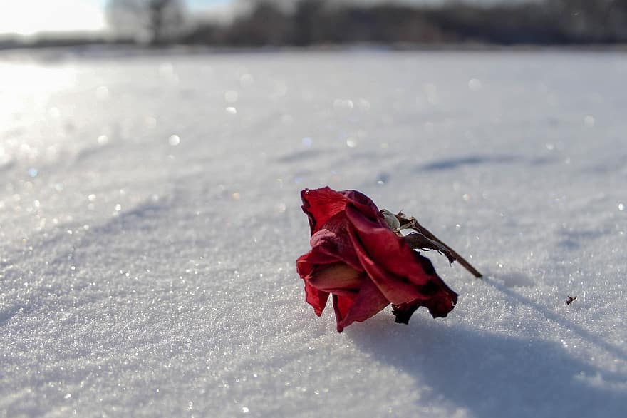 цветок, Роза, зима, время года, лист, крупный план, снег, фоны, завод, лепесток, день