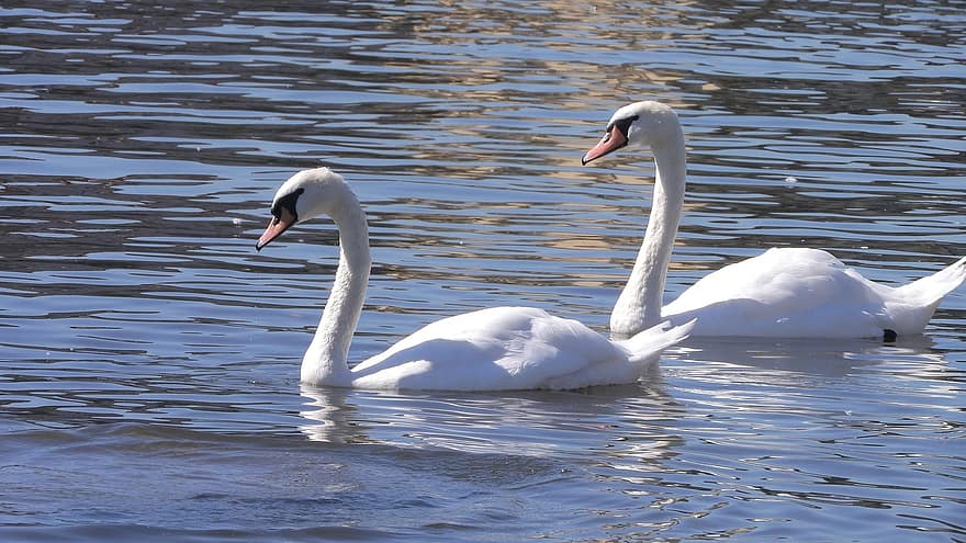 Swans, Birds, Pond, Waterfowls, Water Birds, Aquatic Birds, Animals, Fauna, Lake