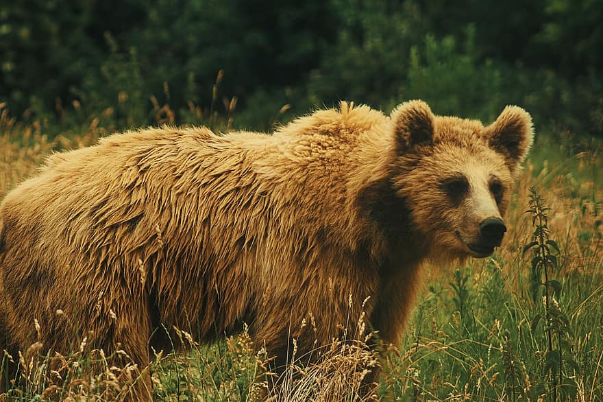 мечка, зоологическа градина, животно, кафява мечка, природа, животински свят