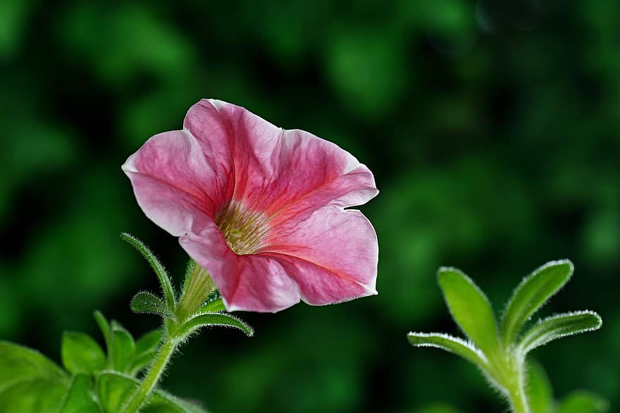 Petunia, Pink Flower, Garden, Flower, Flora, plant, close-up, leaf, summer, green color, petal