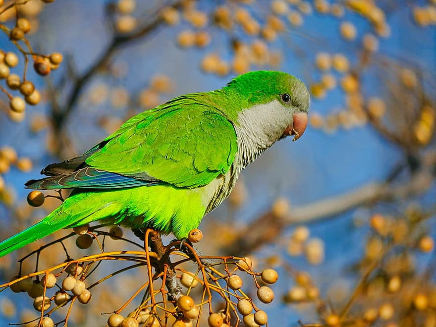 perroquet, oiseau, branche, perché, animal, faune, plumes, plumage, le bec, la nature