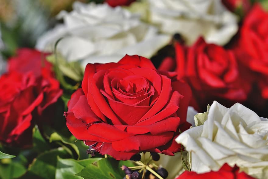 rose, rose blomst, blomst, bukett, petals, Rose blader, blomstre, rød, anlegg, flora, Valentinsdag