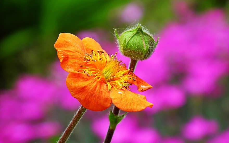 Flower, Bud, Plant, Orange Flower, Petals, Bloom, Spring, Garden, Nature