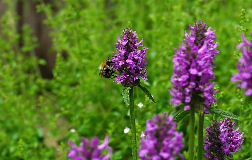 Stachys Hummelo, včela, zahradní květina, hmyz, květ, letní, rostlina, makro