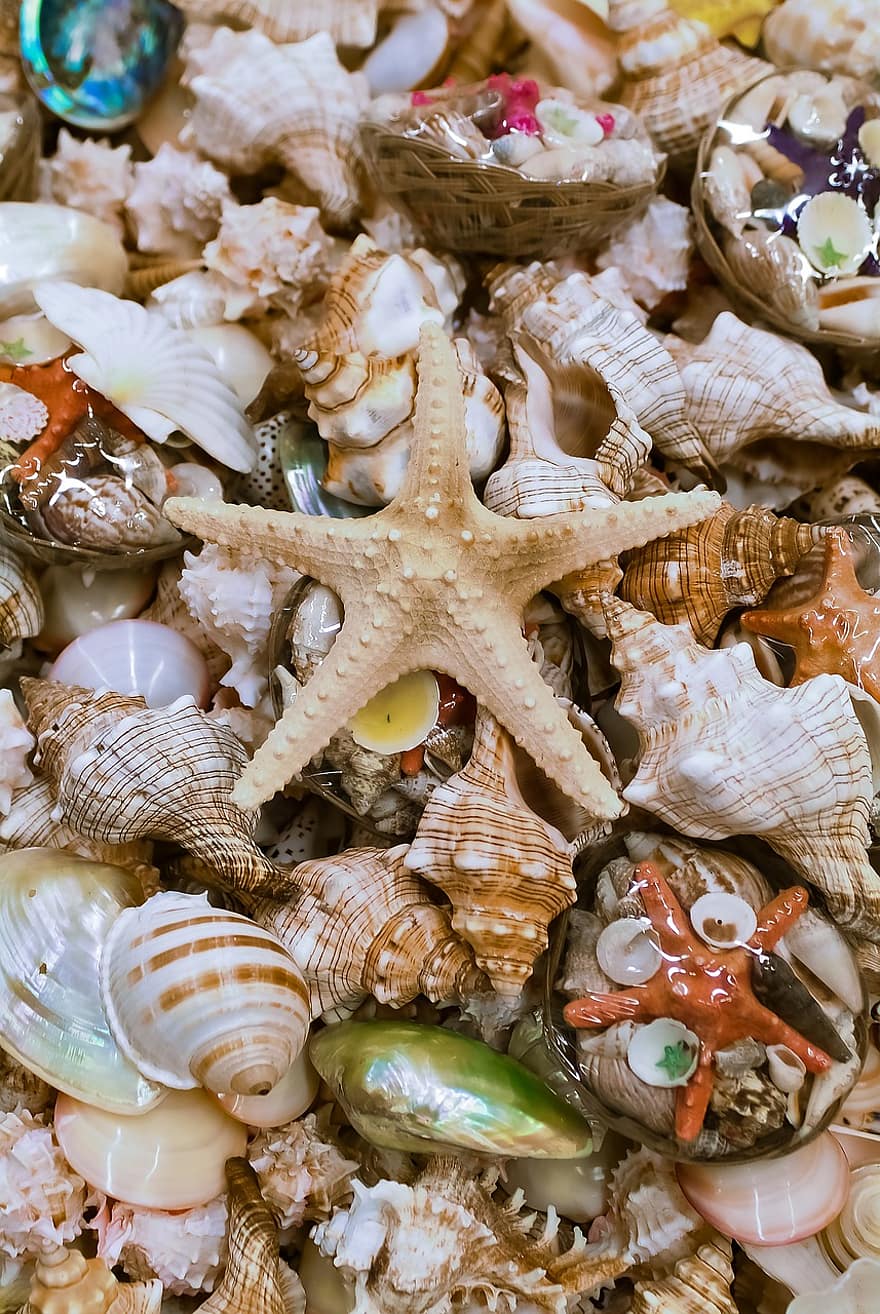 Concha do mar, estrelas do mar, marinho, coleção, fechar-se, origens, decoração, concha animal, lembrança, padronizar, frutos do mar