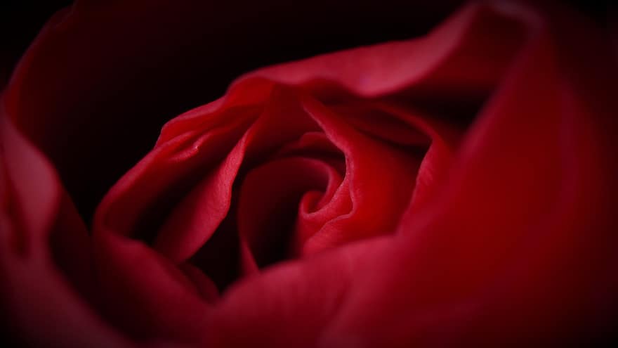 Rosa, flor, planta, flor roja, Rosa roja, pétalos, floración, amor, flora, belleza, romance