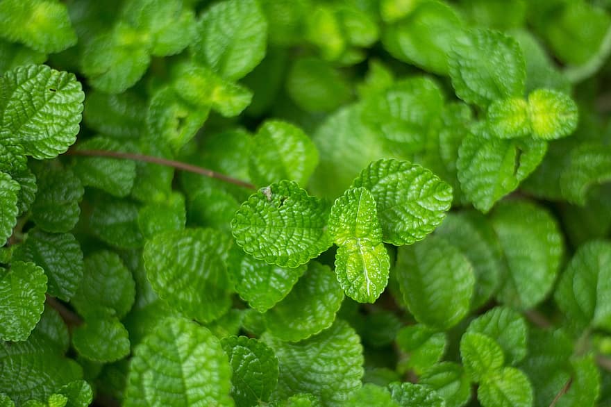 Mint, Herbs, Leaves, Foliage, Medicinal, Plant