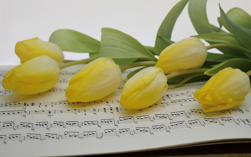 tulipas, flores, partitura, tulipas amarelas, música, plantar, pétalas, flor, flora, Primavera, natureza