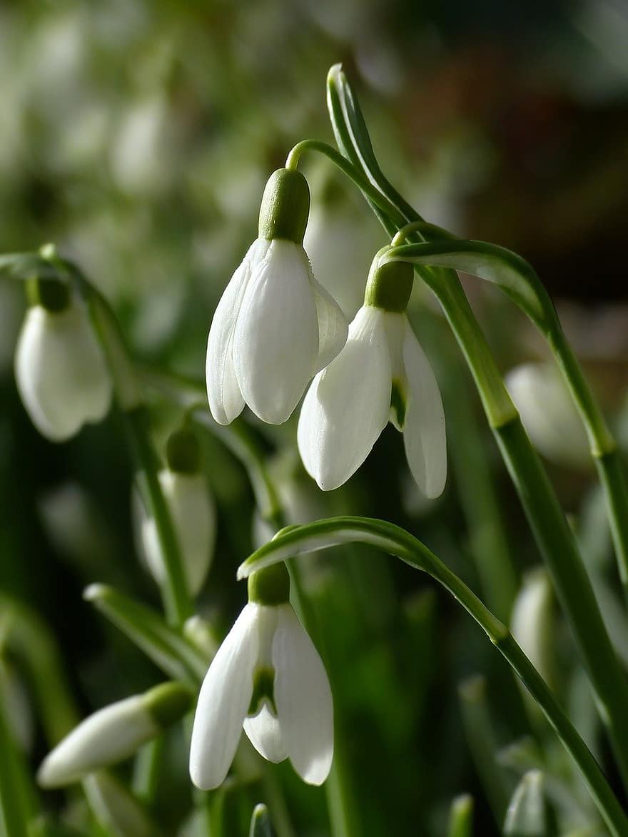 Snowdrop, Spring Flowers, White Flowers, Spring, Nature, Background, plant, close-up, flower, freshness, green color