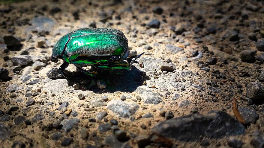 Beetle, Bug, Insect, close-up, animals in the wild, macro, green color, small, arthropod, invertebrate, summer