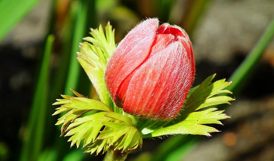 anemone, zieds, dārzs, pavasarī, raksturs, tuvplāns, augu, zaļā krāsa, vasarā, lapas, makro