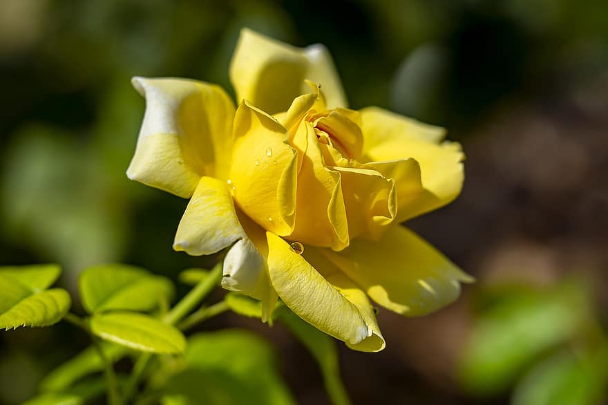 τριαντάφυλλο, λουλούδι, φυτό, κίτρινο αυξήθηκε, κίτρινο άνθος, πέταλα, δροσιά, ανθίζω, φύλλα, γκρο πλαν, φύλλο