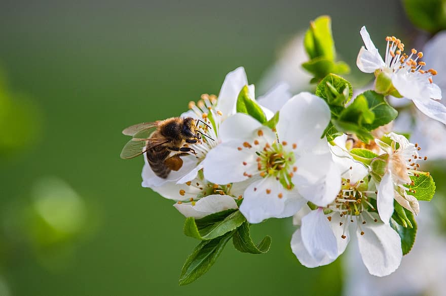 цветы, пчела, пыльца, опыление, лепестки, вишня, споры, завод, Флора, цвести, цветение