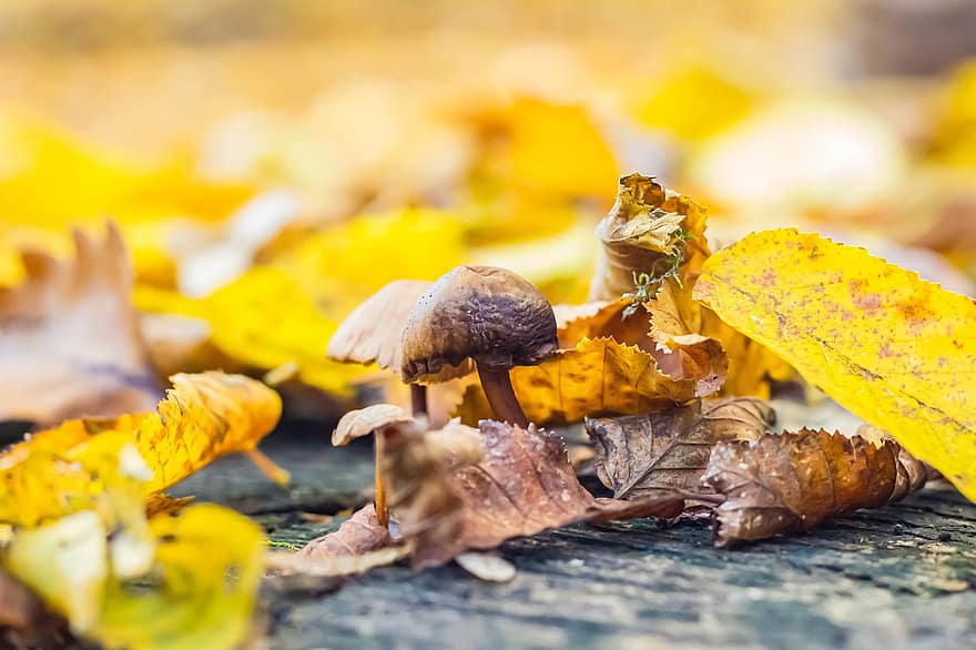 fungo, le foglie, autunno, colori autunnali, natura, foresta