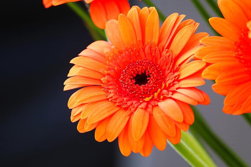 Gerbera, Transvaal Gänseblümchen, orange Blumen, Strauß, blühen, Nahansicht, Natur, Blume, Pflanze, Sommer-, Blütenblatt
