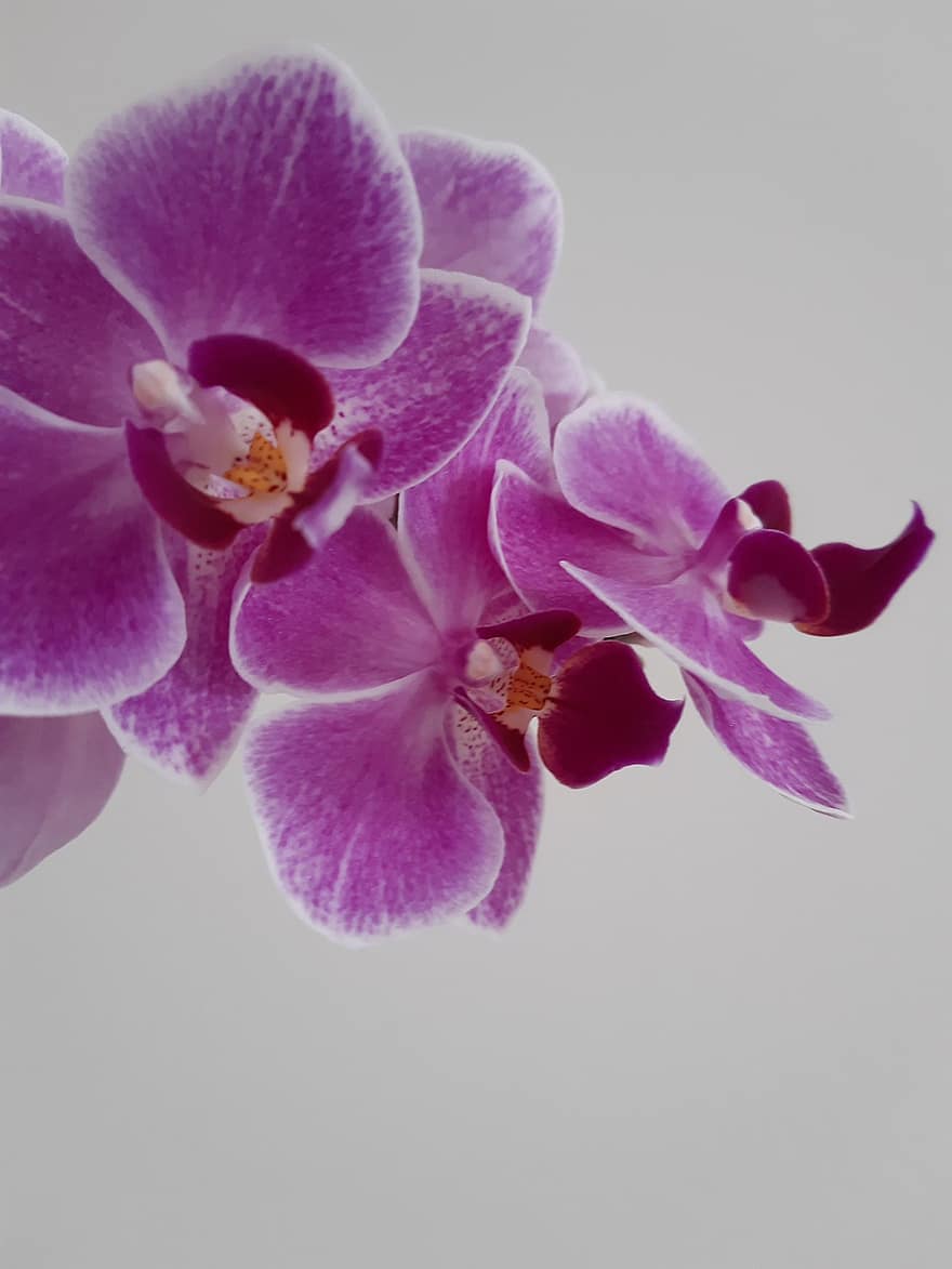 Orchideen, Blumen, pinke Blumen, Blütenblätter, rosa Blütenblätter, blühen, Flora, Pflanze, Blume, Nahansicht, Blütenblatt