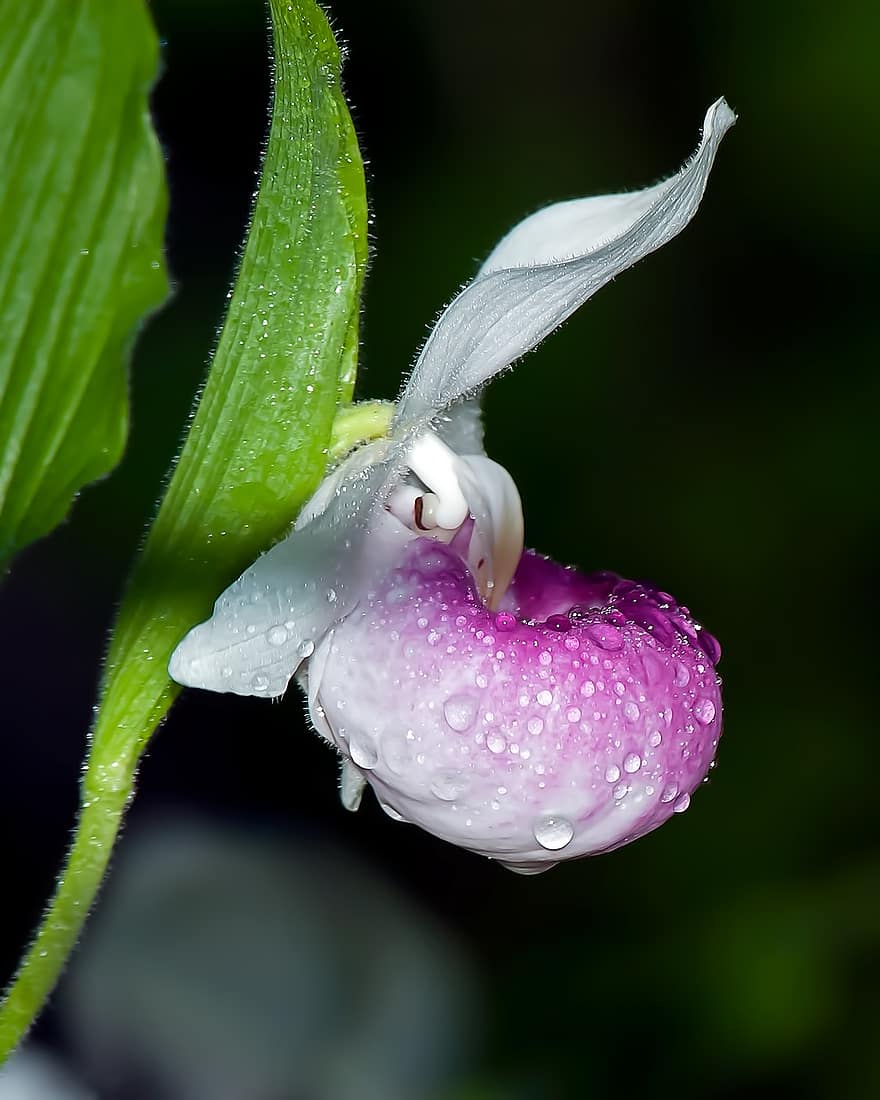 Prangende Lady's Slipper Orchid, orkidé, blomst, dug, dug dråber, våd, plante, wildflower, flor, regndråber